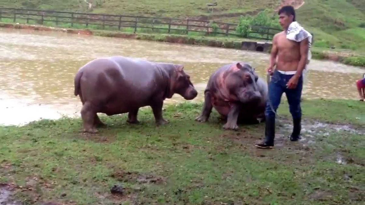 ¡PESADA HERENCIA!Colombia no sabe qué hacer con los hipopótamos de Pablo Escobar