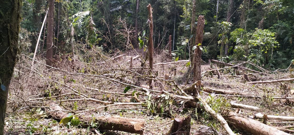 Pueblo Naso pide a gritos cese la tala ilegal de árboles