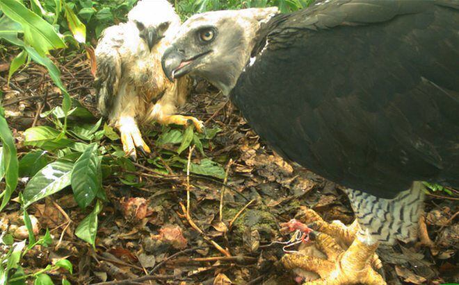 A proteger nuestro águila harpía