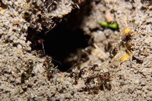 Joven se salva de ser violada gracias a la ayuda de una colonia de hormigas