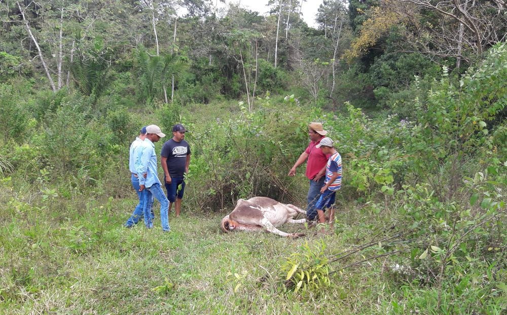 MIDA y ganaderos cazarán vampiros en Panamá Oeste