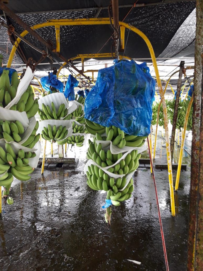 Mi Agro. Banano y plátano sigue su producción en Bocas del Toro a pesar de la pandemia