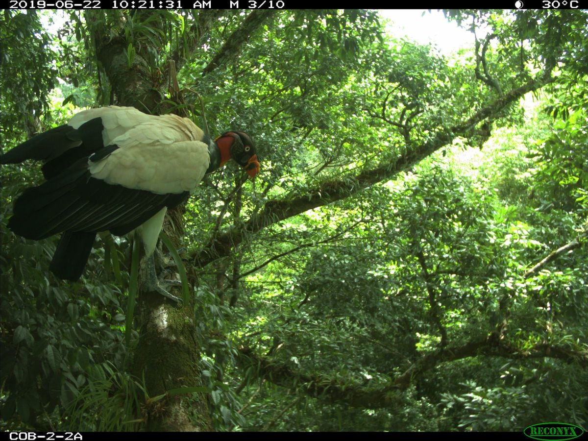 Surgen nuevas listas de verificación de aves de las islas Jicarón y Jicarita en el Parque Nacional Coiba +Fotos