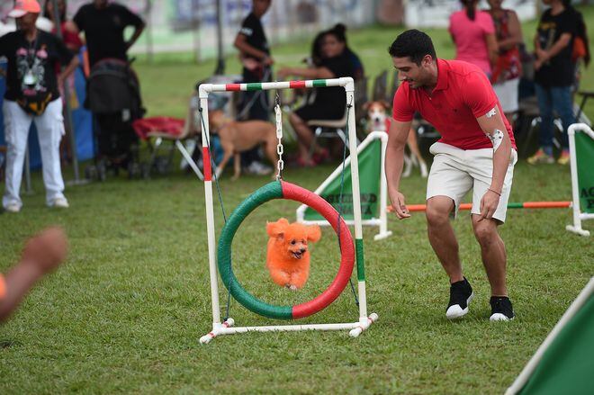 Mónica Lee, Brath, Rafe y otros, dijeron no al maltrato animal
