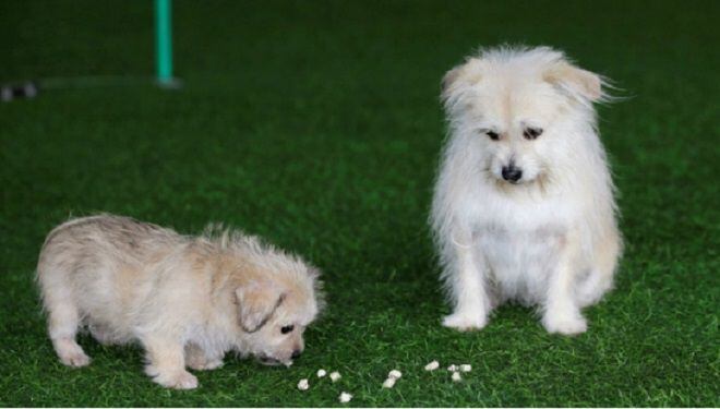 Pagó 76 mil dólares para que le clonaran a su perrito estrella en China