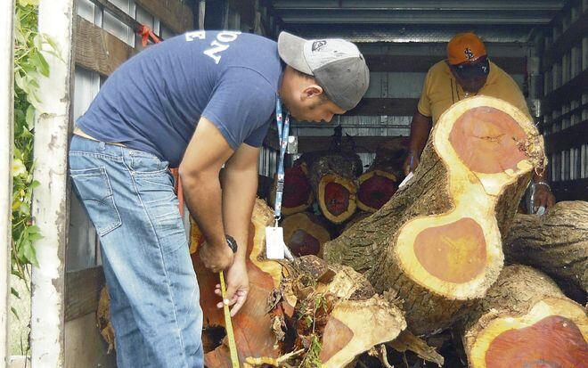 PN decomisó más de mil pies de madera de cocobolo en la provincia de Los Santos 