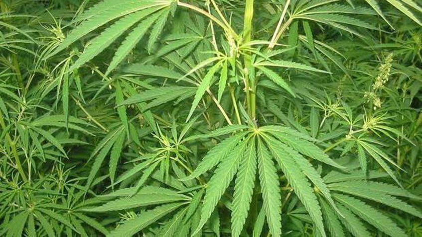 Colombia podrá tener el 10% de exportaciones mundiales de cannabis medicinal