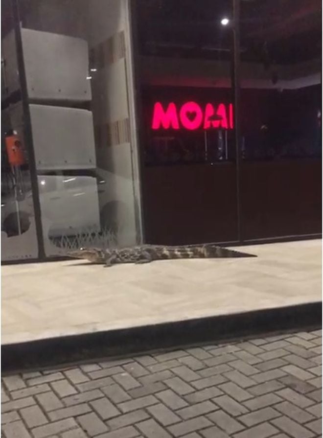 Sorprenden a un lagarto paseando en centro comercial de Costa del Este. Video