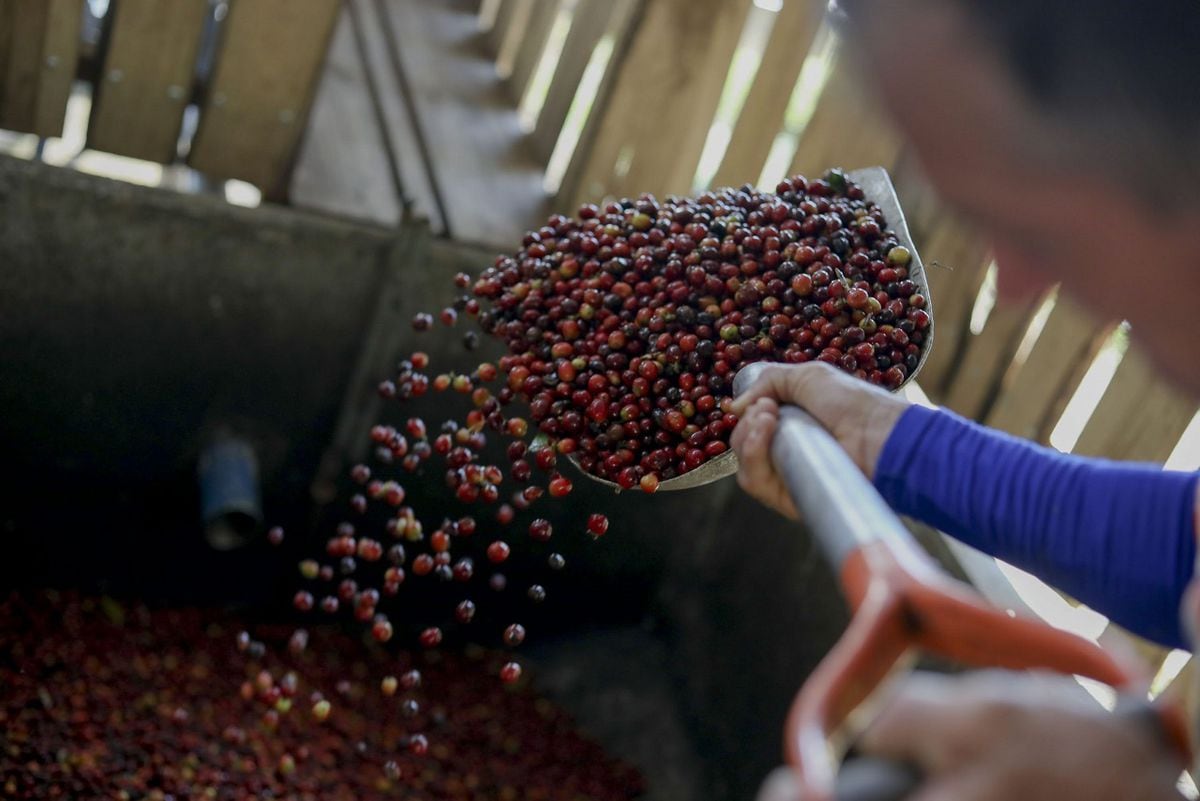 Panamá solicitará licencia a importadores de café tostado, deberán cumplir con varias normas