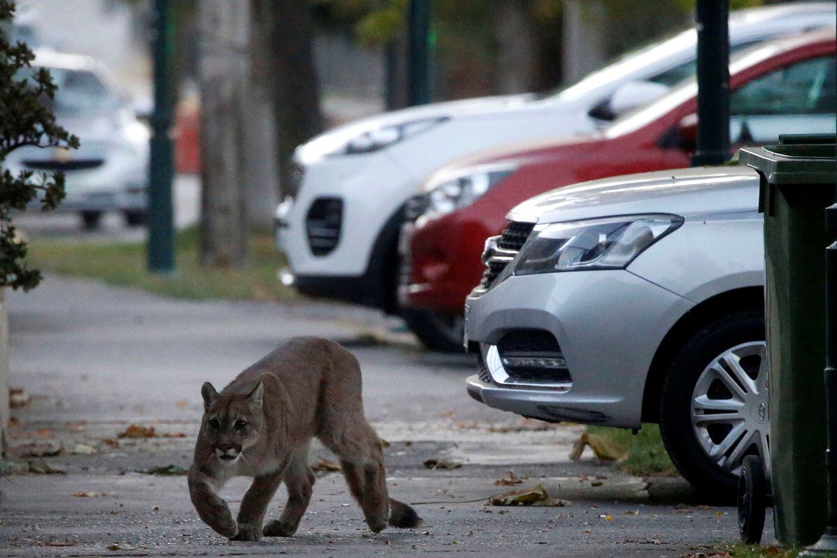 Impresionante. Puma se escapa y sorprende a transeúntes en Chile. Video