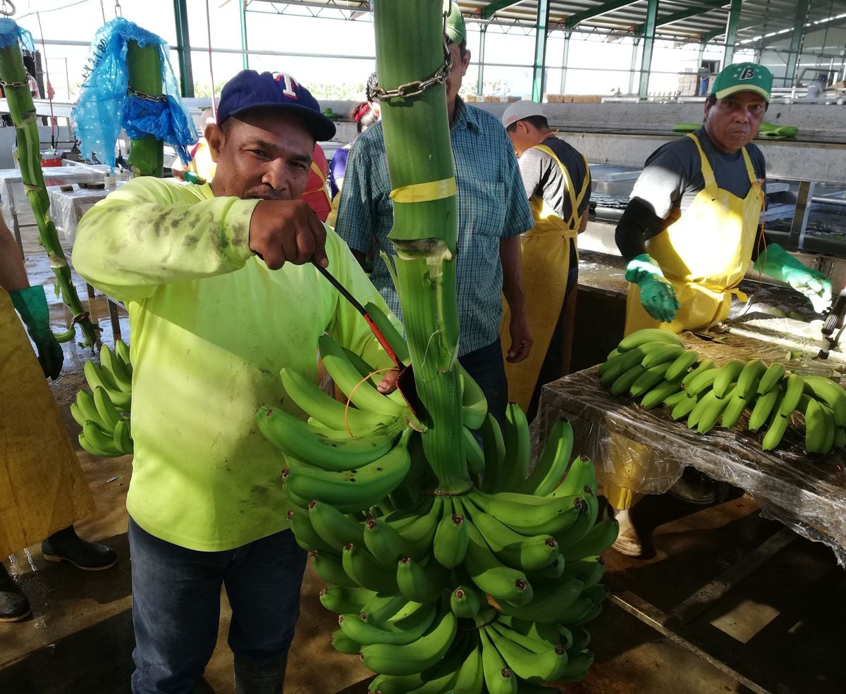 Mi Agro.La exportación de banano se mantiene en el país