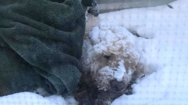 ¡POBRE! Perro ciego y enfermo sobrevivió cinco días atrapado en la nieve