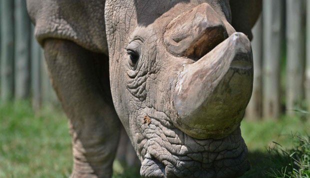 ¿ES EL FIN DE LA ESPECIE? Muere el último rinoceronte blanco del norte macho