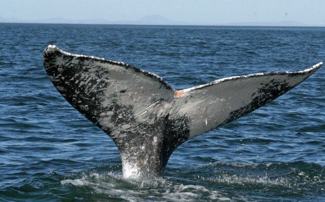 ONG impulsa el avistamiento de cetáceos en Panamá