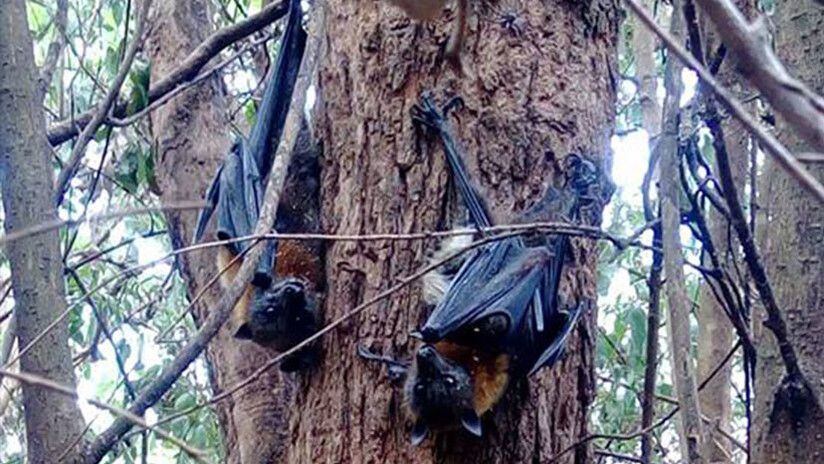 ¡Pobrecillos! En Australia los murciélagos mueren 'hervidos' por la ola de calor