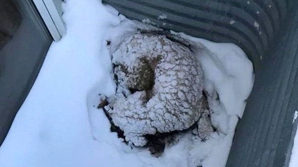 ¡POBRE! Perro ciego y enfermo sobrevivió cinco días atrapado en la nieve