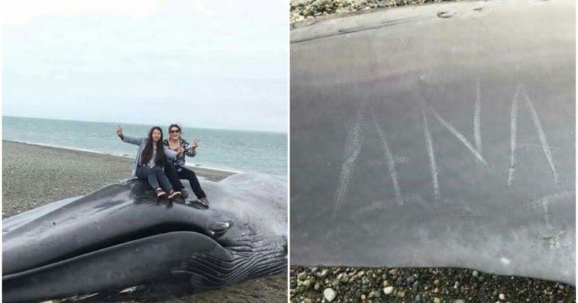 ¡INDIGNANTE! En Chile se sientan y con un cuchillo escriben sobre ballena varada
