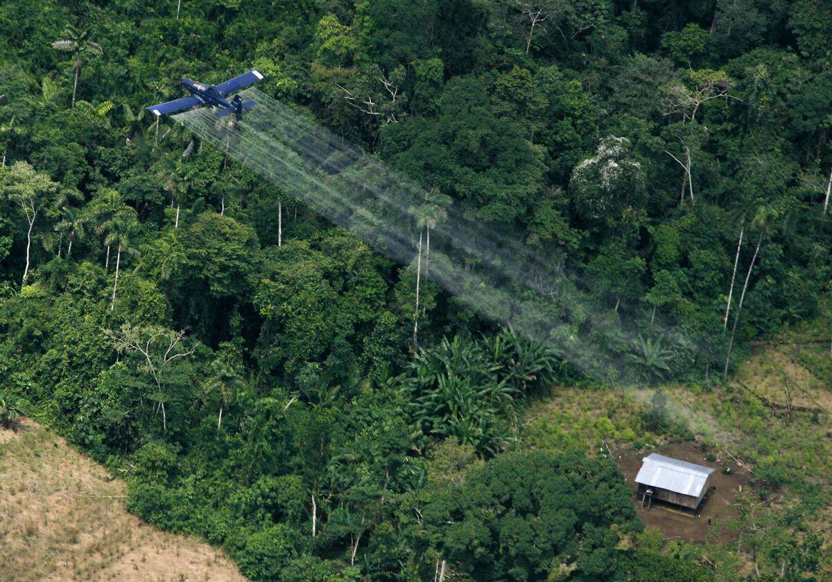 Cultivos De Coca En Colombia Bajan En 2018 Por Primera Vez En Seis Años 5279