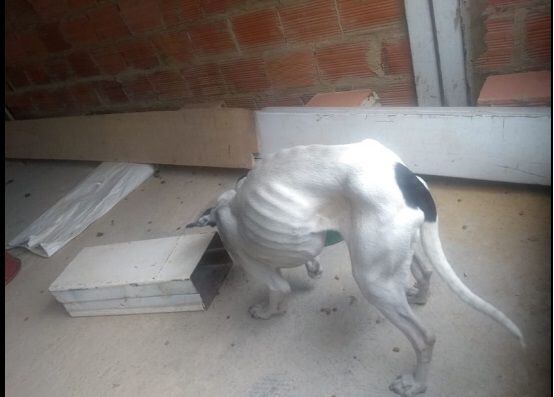 Rescatan a perro que había sido abandonado por dos meses dentro de una casa