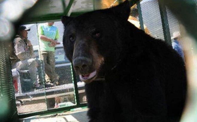 Niño de 3 años fue atacado por un oso que sus padres le regalaron como mascota