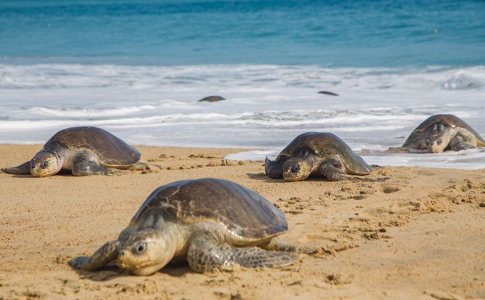 México: Aparecen 113 tortugas muertas en costa del Pacífico