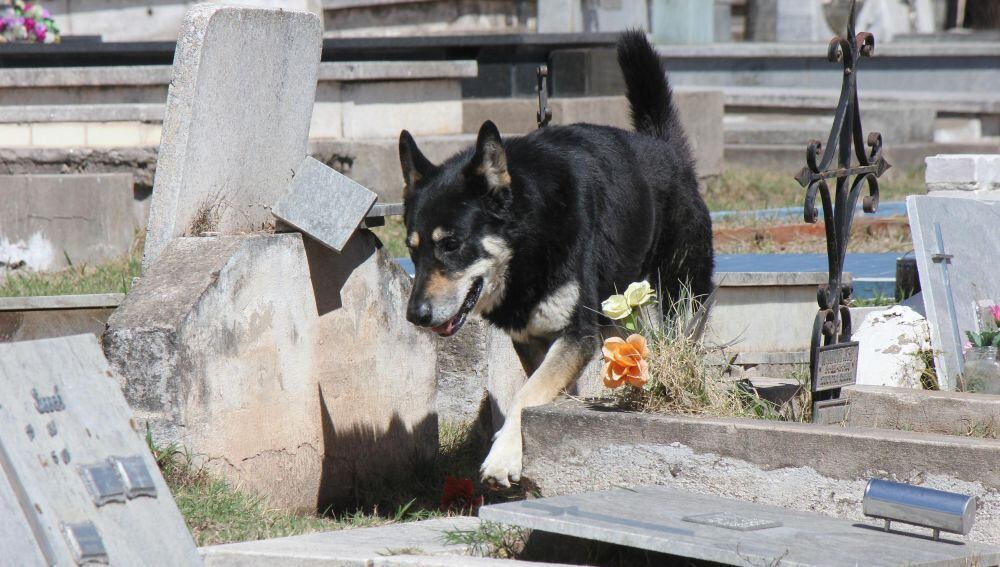 ¡Qué fiel! Muere 'Capitán' el perro que visitó por 11 años la tumba de su amo