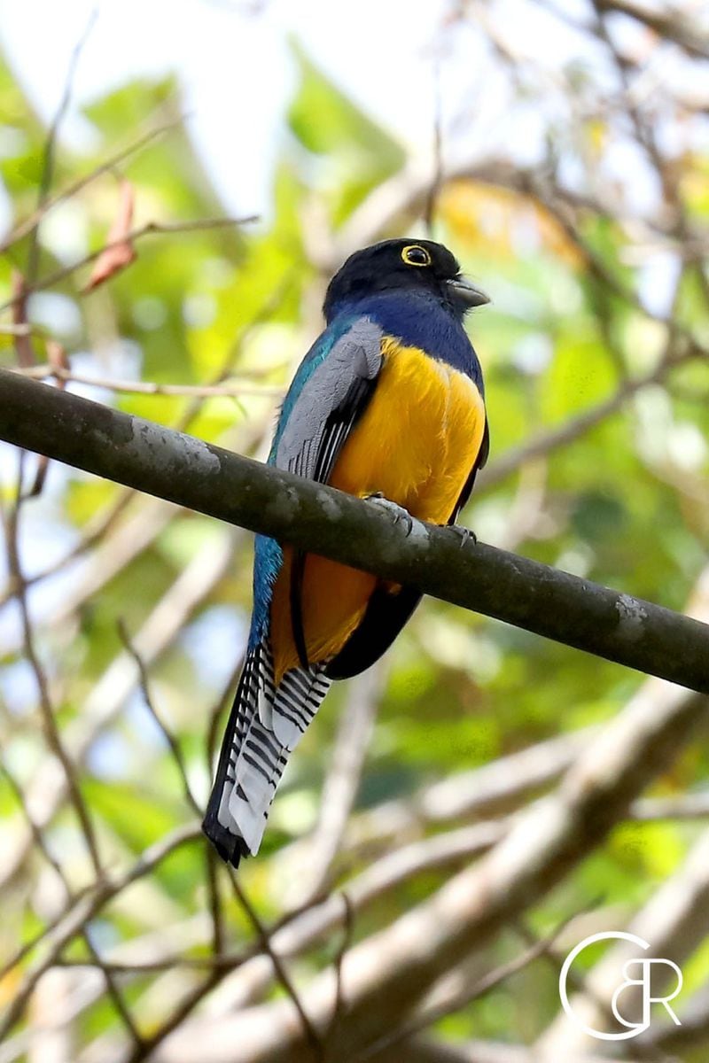Plataformas que te ayudan a contar e identificar los pájaros que hay en Panamá 