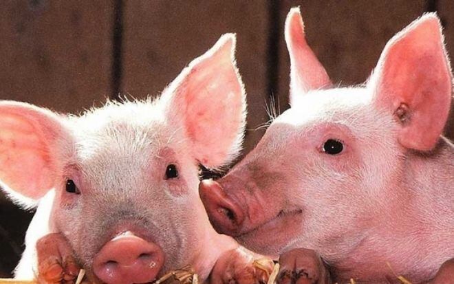 ¡Insólito! Un cerdo salva a su compañero en el matadero (+Video)