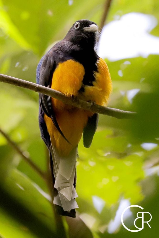 Plataformas que te ayudan a contar e identificar los pájaros que hay en Panamá