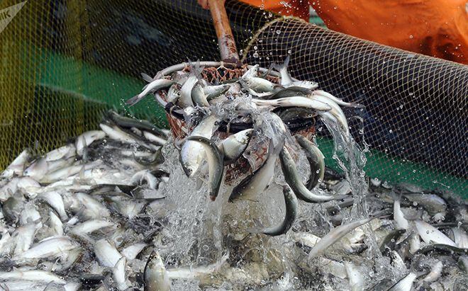 FAO apoyará a Panamá a mejorar sus capacidades para combatir la pesca ilegal