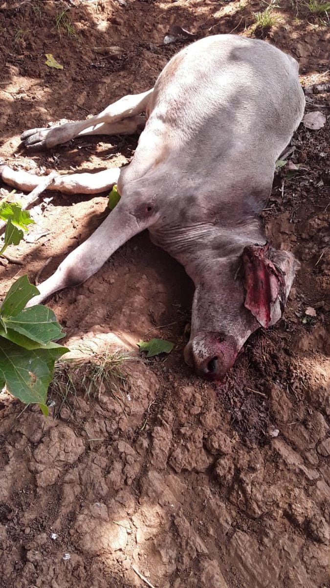Esto fue lo que hicieron los perros asesinos con el ganado en Los Santos