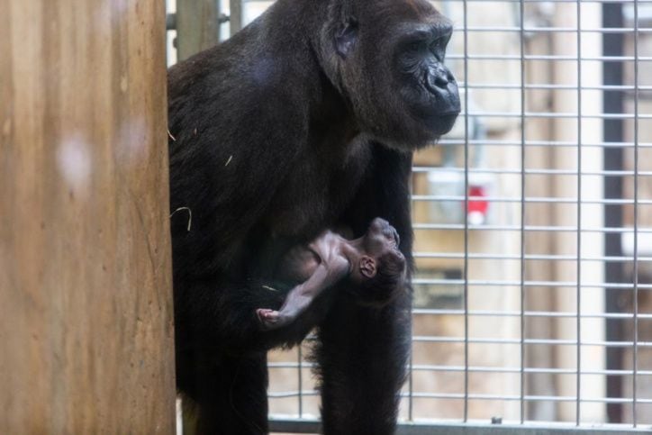 ¡Qué tierno!Gorila en peligro de extinción da a luz y recibe a su bebé con besos