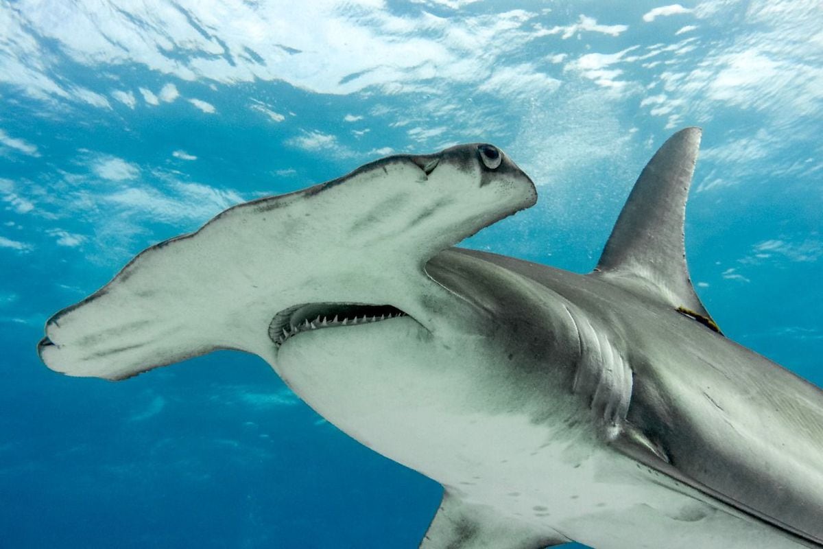Proteger más especies de tiburones, propuesta de Panamá en la CITES