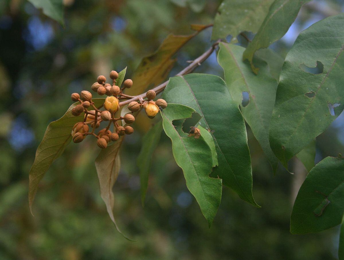 Científicos hallan planta en el Amazonas que ayuda a curar el cáncer hepático