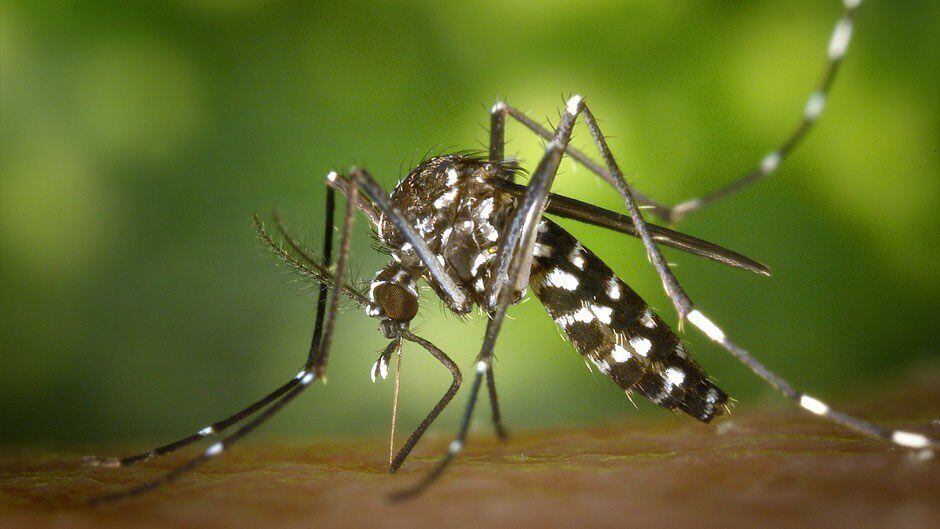 Científicos panameños realizarán estudio sobre el Zika