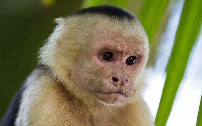 Monos capuchinos en Panamá dan signos de haber iniciado su propia Edad de Piedra