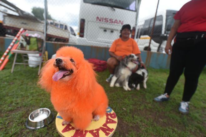 Mónica Lee, Brath, Rafe y otros, dijeron no al maltrato animal