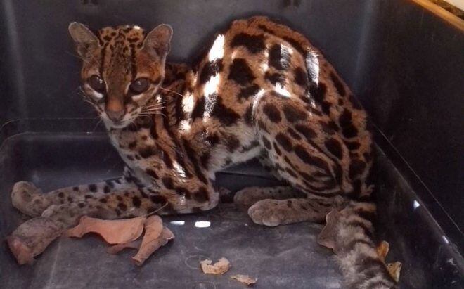 Muere leopardo en MiAmbiente de Las Tablas
