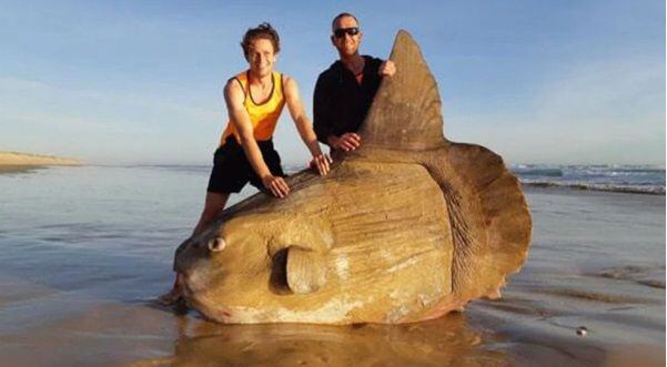 Sorprendente hallazgo en una playa australiana. Confunden a pez con una roca