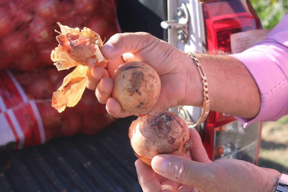 Decomisan dos toneladas de cebolla en Veraguas