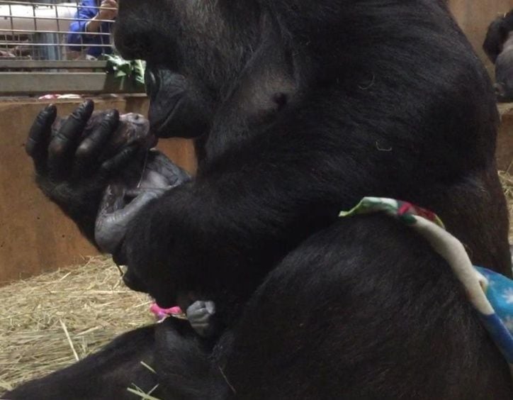 ¡Qué tierno!Gorila en peligro de extinción da a luz y recibe a su bebé con besos