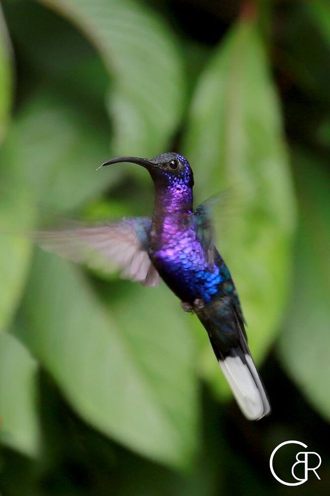Plataformas que te ayudan a contar e identificar los pájaros que hay en Panamá