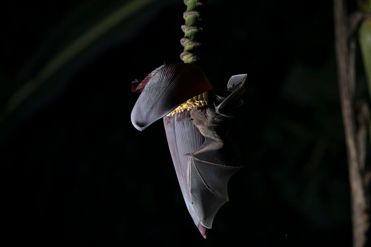 Murciélagos provocan brote de rabia paralítica en Tonosí. Deben tener cuidado con el contacto de los bovinos