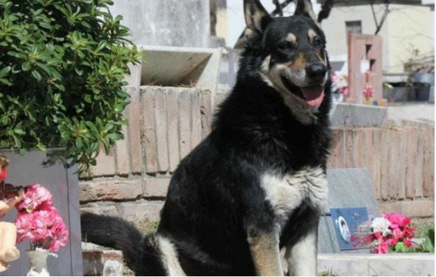 ¡Qué fiel! Muere 'Capitán' el perro que visitó por 11 años la tumba de su amo