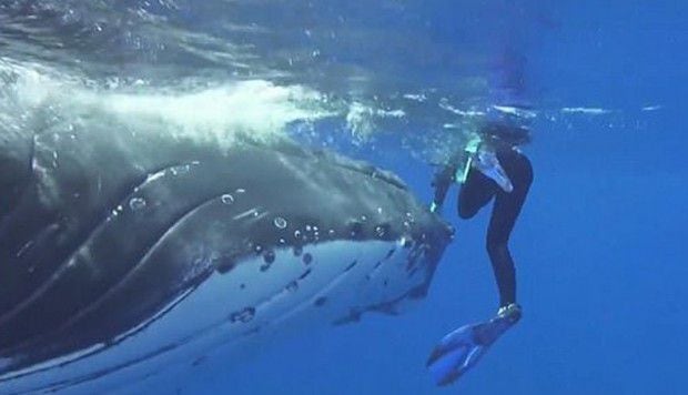 ¡QUÉ HERMOSO! Mujer es protegida por ballena de ataque de tiburón [VIDEO]