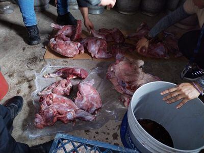 Decomiso de Carne de Animales Silvestres en Chepo: Un Golpe a la Caza Ilegal
