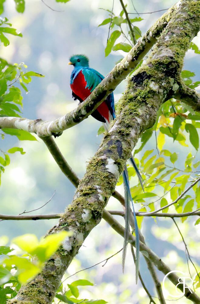 Plataformas que te ayudan a contar e identificar los pájaros que hay en Panamá