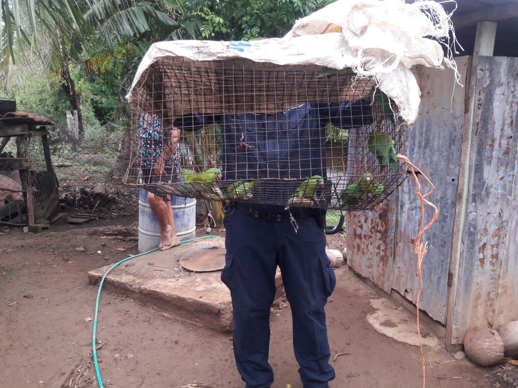 Policía y autoridades del Ambiente rescatan a 18 pericos piquiblanco