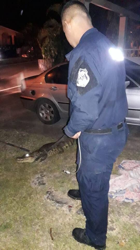 Policía Nacional rescata a enorme cocodrilo