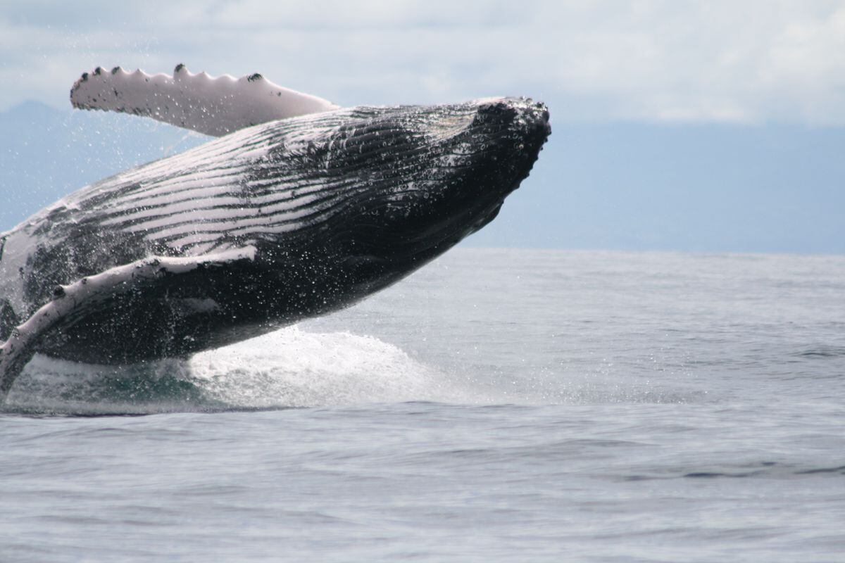Inicia el avistamiento de cetáceos. Llegan ballenas jorobadas y delfines a Panamá